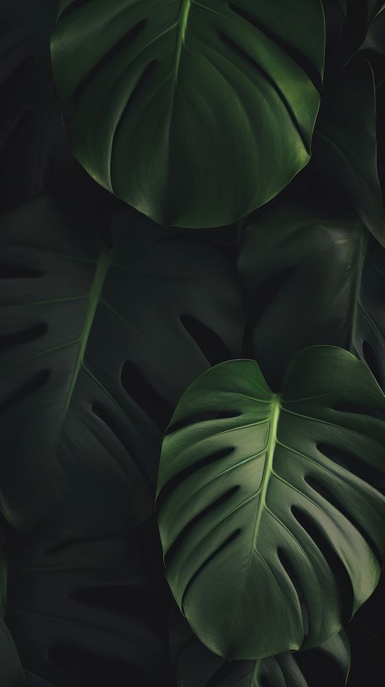  Monstera plant leaves green leaf land. AI generated Image by rawpixel.