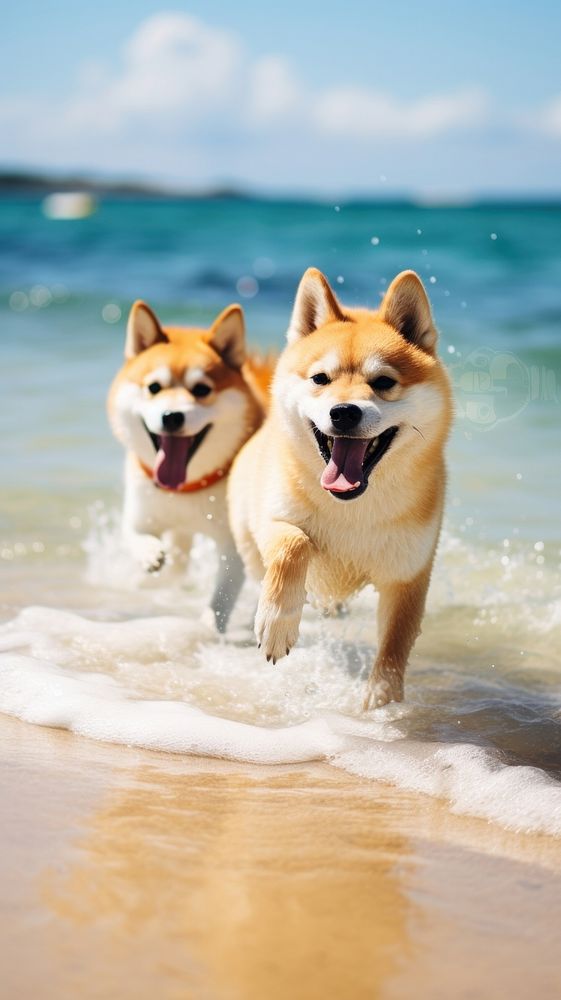  Dog sea outdoors mammal. AI generated Image by rawpixel.