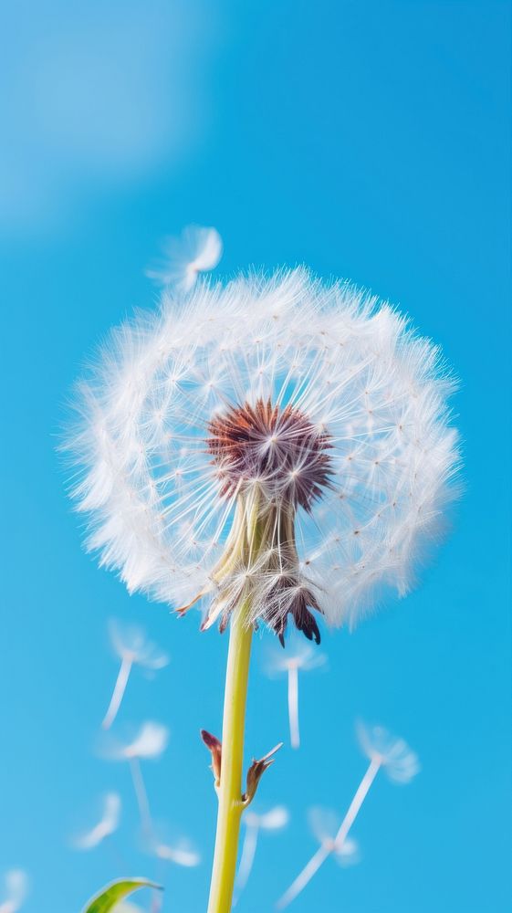  Dandelion flower plant nature. AI generated Image by rawpixel.