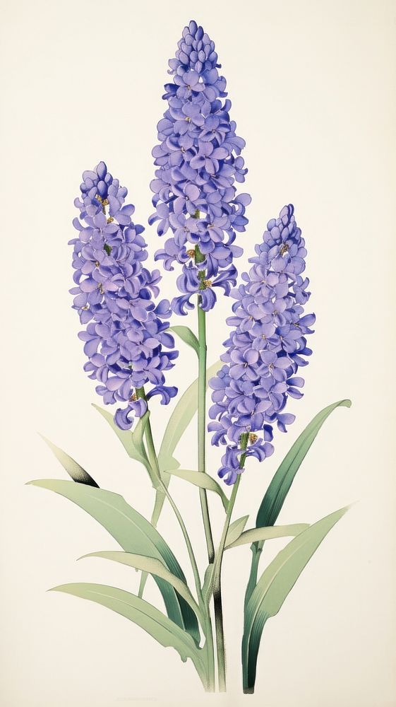 Traditional japanese wood block print illustration of hyacinth flower lavender blossom.