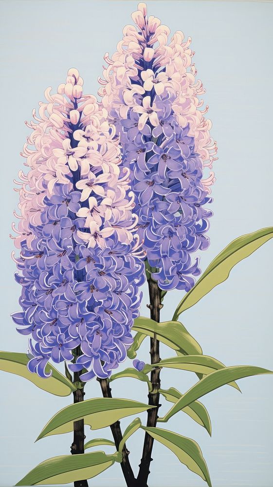 Traditional japanese wood block print illustration of hyacinth in morning flower blossom plant.