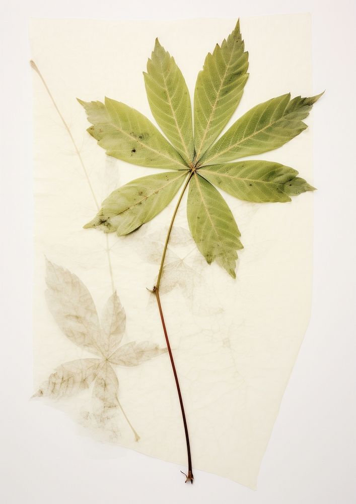Real Pressed a green leaf with little wildfloer plant paper tree.