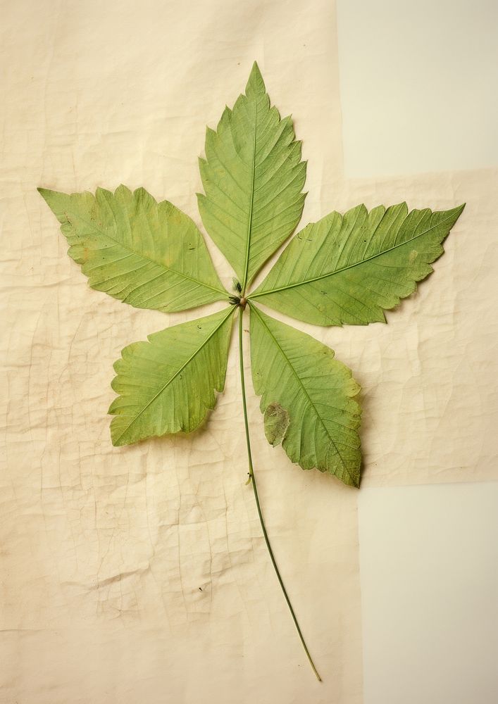 Real Pressed a green leaf with little wildfloer plant herb tree.