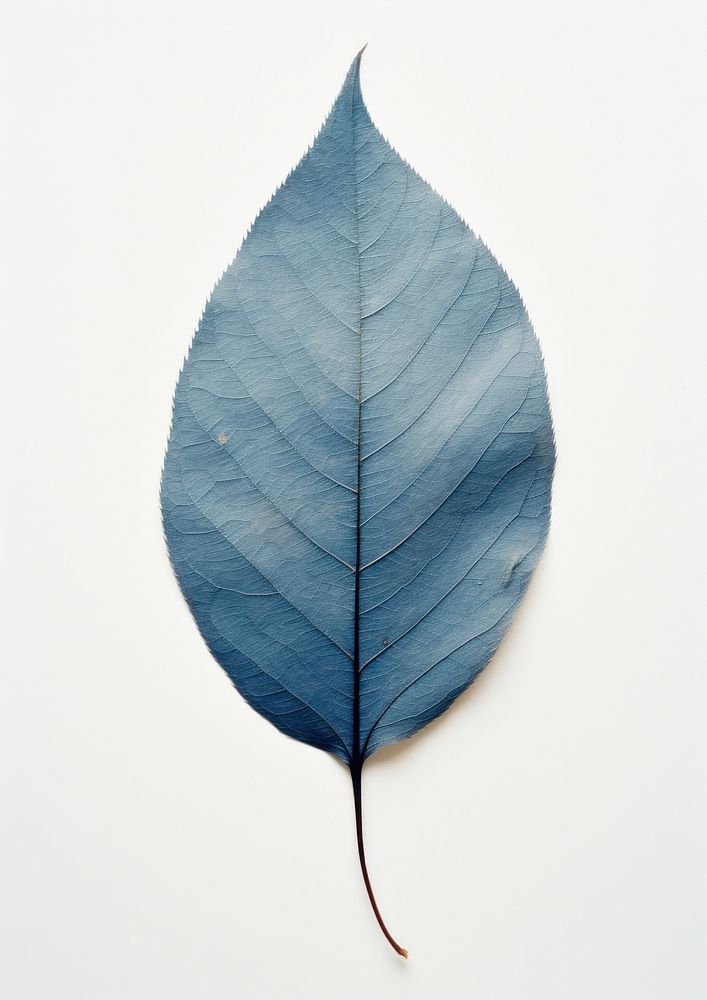 Real Pressed a minimal aesthetic blue leaf textured plant fragility.