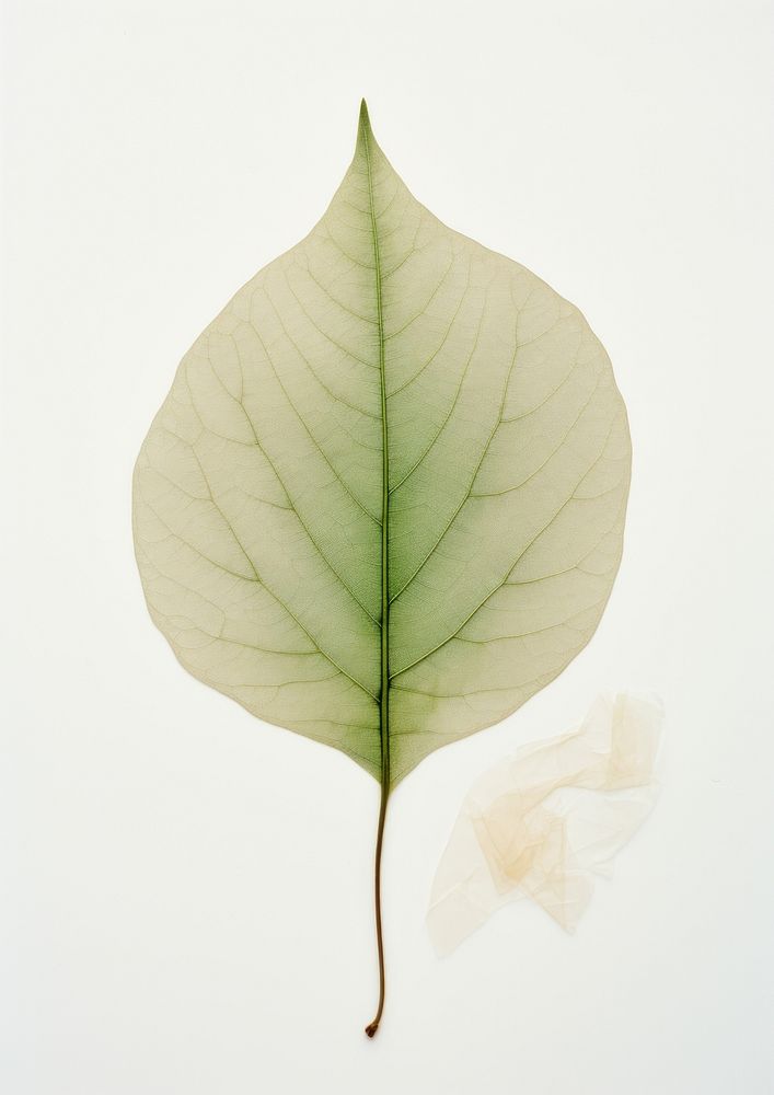 Real Pressed a minimal aesthetic green botanical leaf flower plant paper.