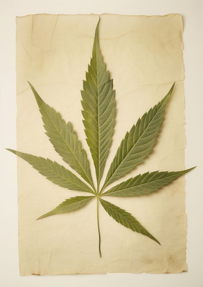 Real Pressed a minimal aesthetic green cannabis leaf plant paper herb.