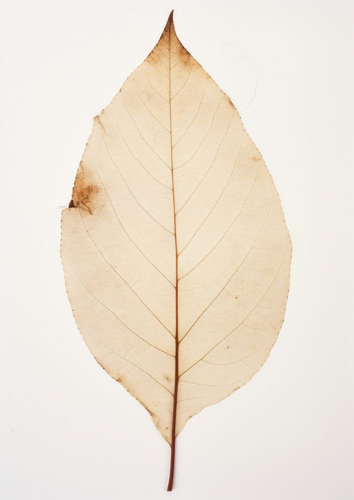 Real Pressed a minimal aesthetic botanical leaf textured plant fragility.
