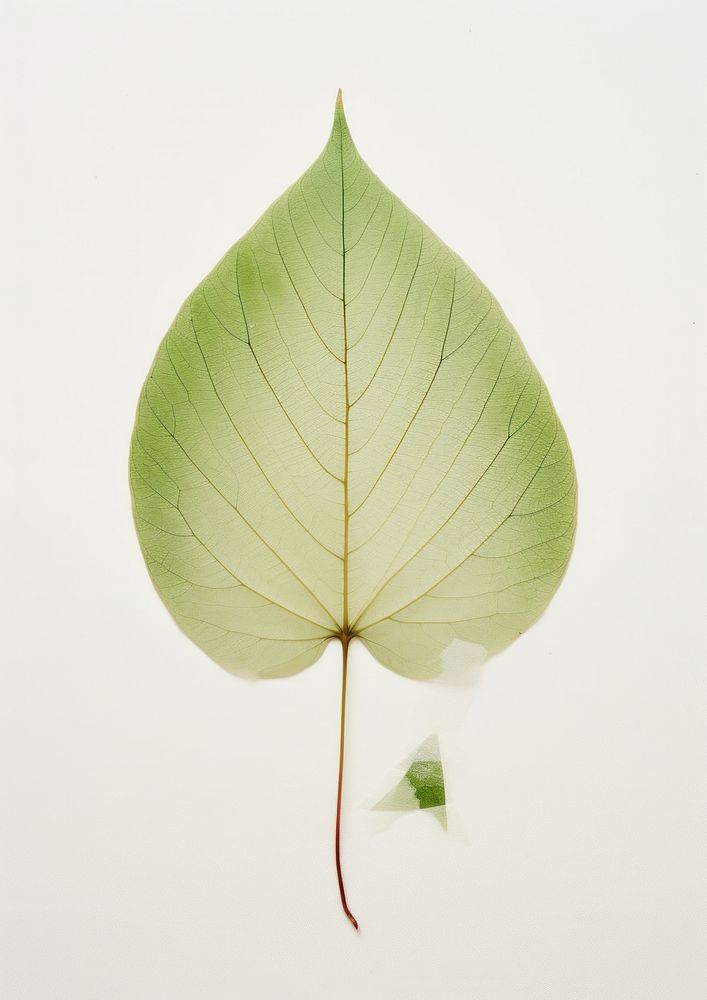 Real Pressed a minimal aesthetic green botanical leaf flower plant tree.