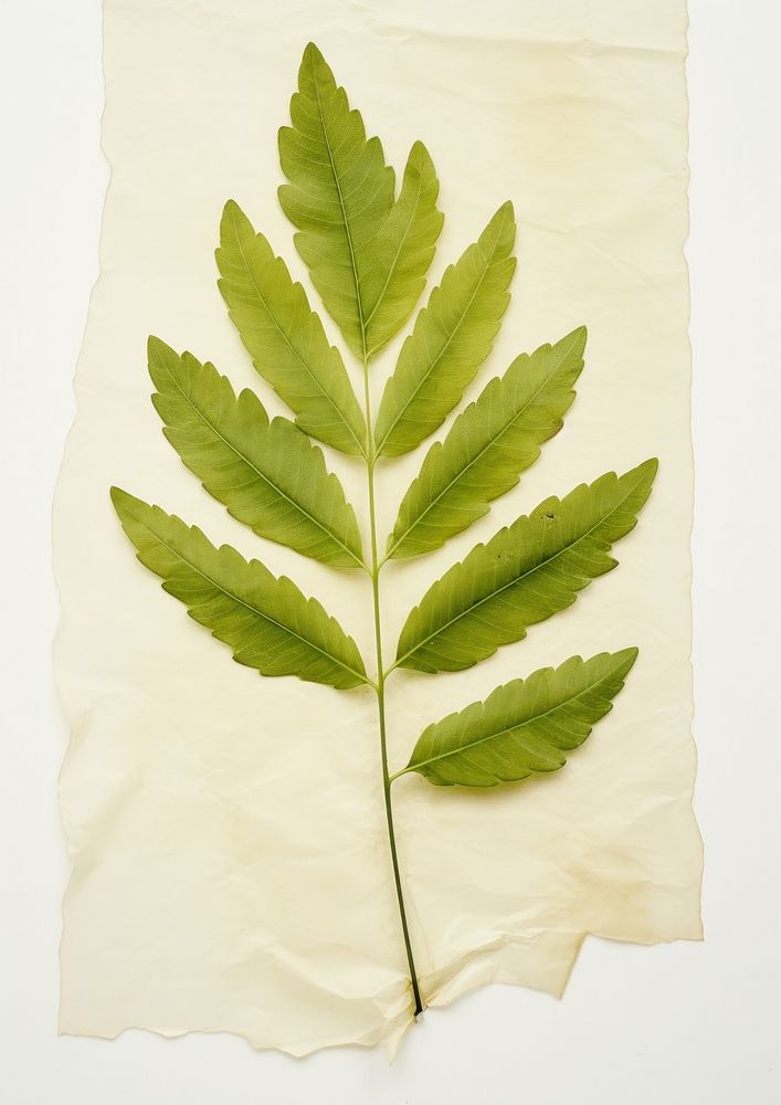 Real Pressed a minimal aesthetic green marigold leaf plant paper tree.