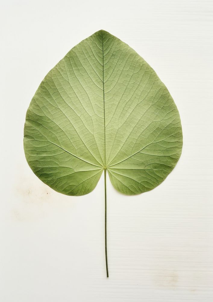 Real Pressed a minimal aesthetic green circle lotus leaf textured flower plant.