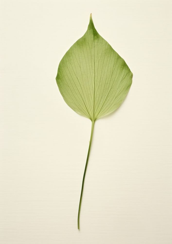 Real Pressed a minimal aesthetic green japanese iris leaf flower plant simplicity.