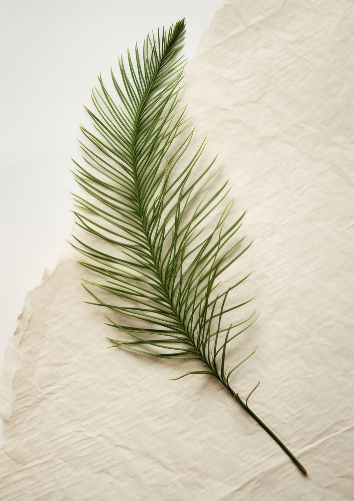 Real Pressed a minimal aesthetic green pine needle leaf plant paper tree.