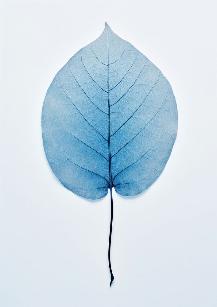 Real Pressed a minimal aesthetic blue leaf plant fragility pattern.
