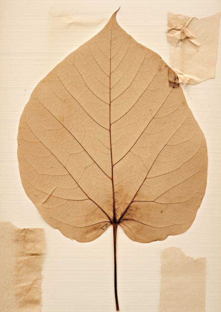 Real Pressed a minimal aesthetic botanical leaf plant tree fragility.