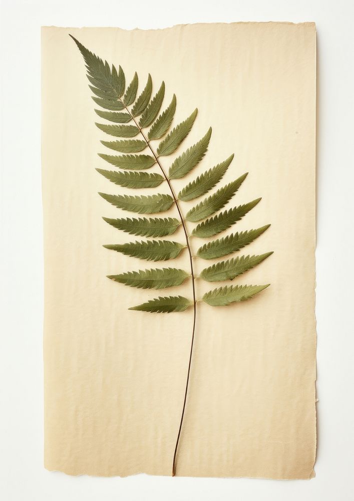 Real Pressed a minimal aesthetic pale pine needle leaf plant paper fern.