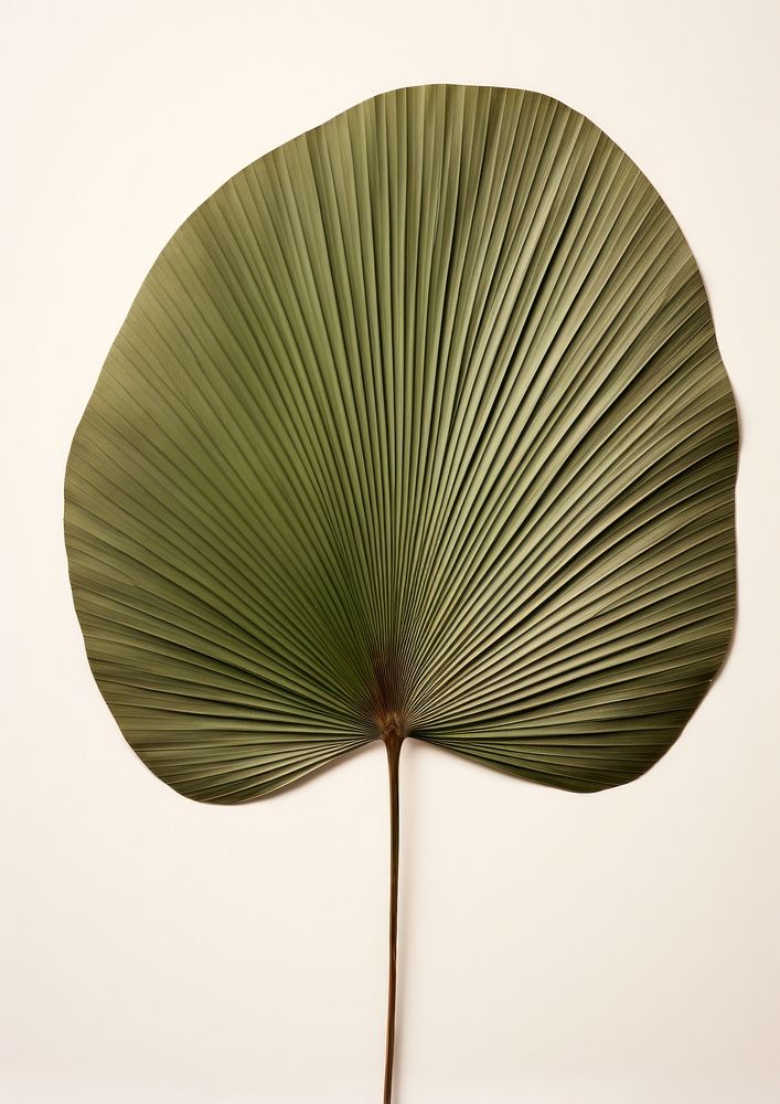 Real Pressed a minimal aesthetic green fan palm leaf flower plant tree.