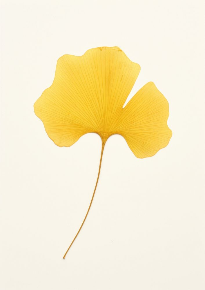 Real Pressed a minimal aesthetic yellow ginkgo leaf flower petal plant.