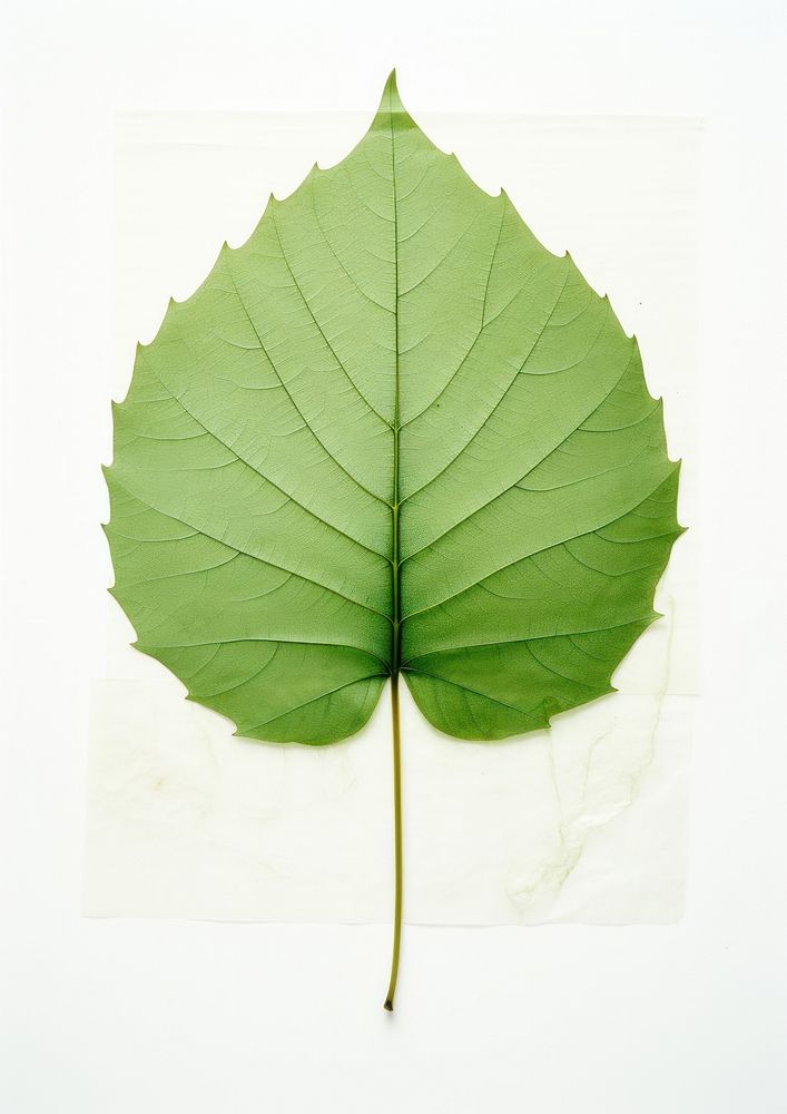 Real Pressed a minimal aesthetic green sunflower leaf plant tree sycamore.