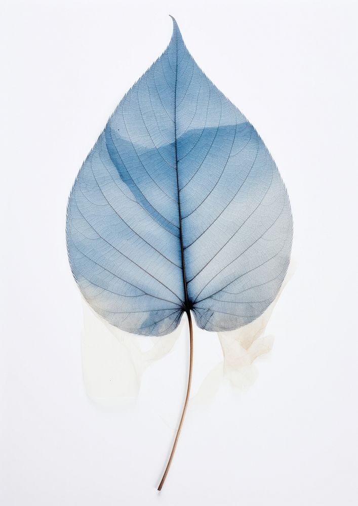 Real Pressed a minimal aesthetic blue leaf plant xanthosoma fragility.