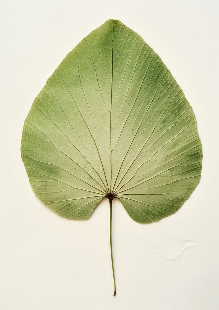 Real Pressed a minimal aesthetic green lotus leaf flower plant xanthosoma.