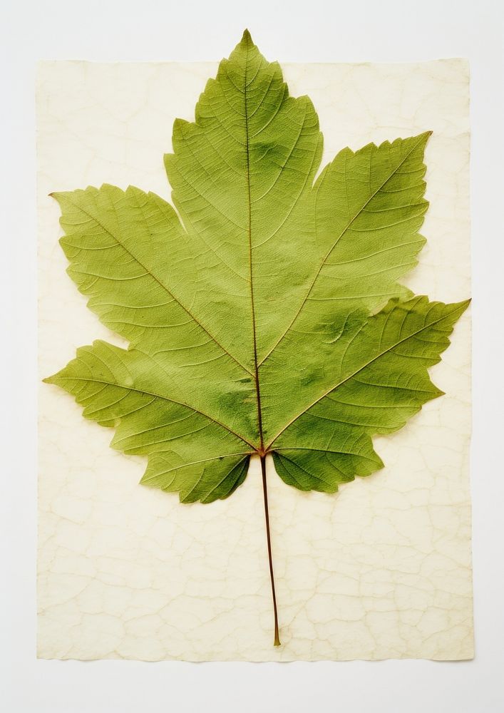 Real Pressed a minimal aesthetic green grape leaf plant tree sycamore.
