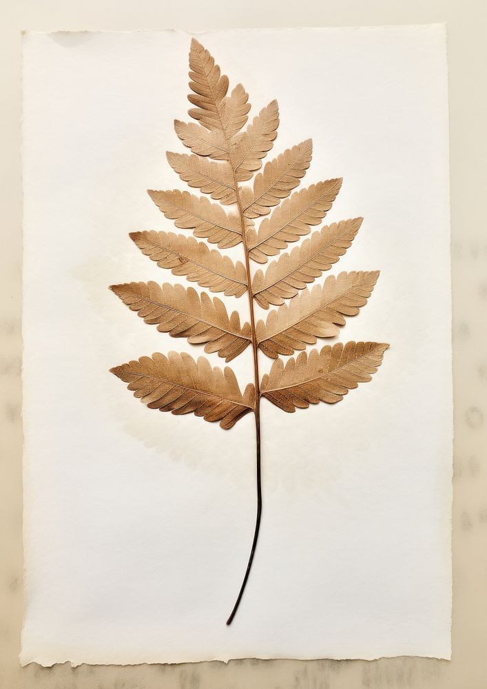 Real Pressed a minimal aesthetic pale oak leaf plant paper fern.