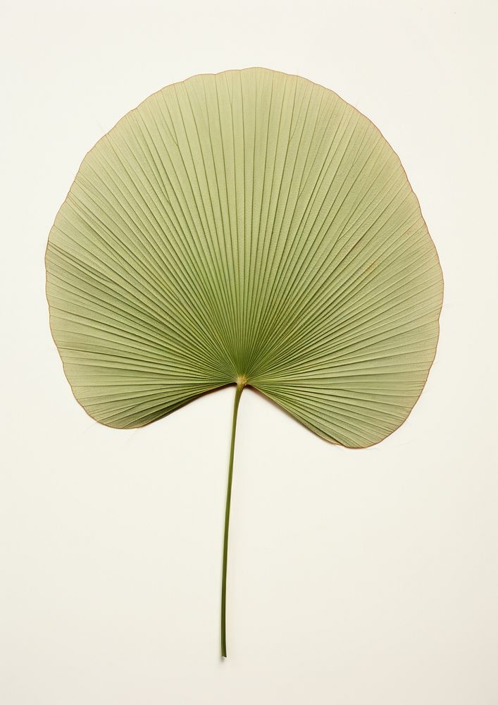 Real Pressed a minimal aesthetic green fan palm leaf flower plant freshness.