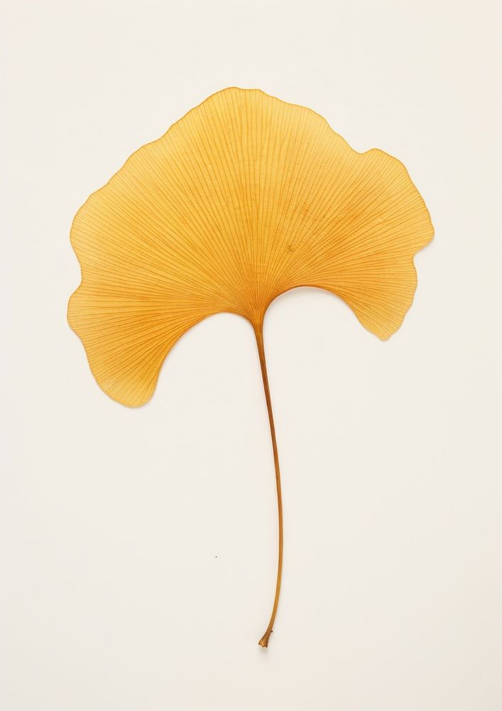 Real Pressed a minimal aesthetic yellow ginkgo leaf flower plant fragility.