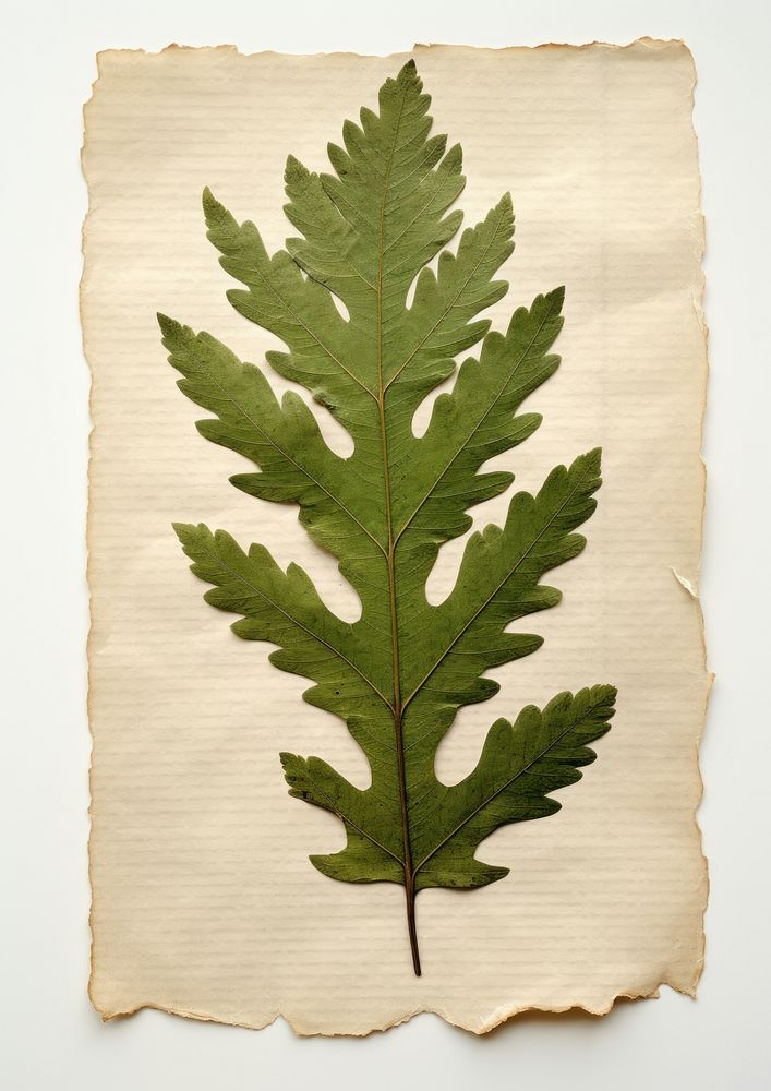 Real Pressed a minimal aesthetic green oak leaf plant paper herbs.