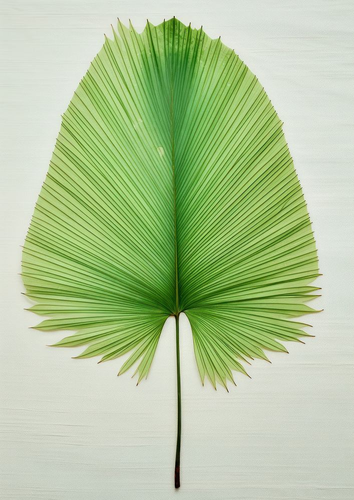 Real Pressed a minimal green palm leaf plant tree freshness.