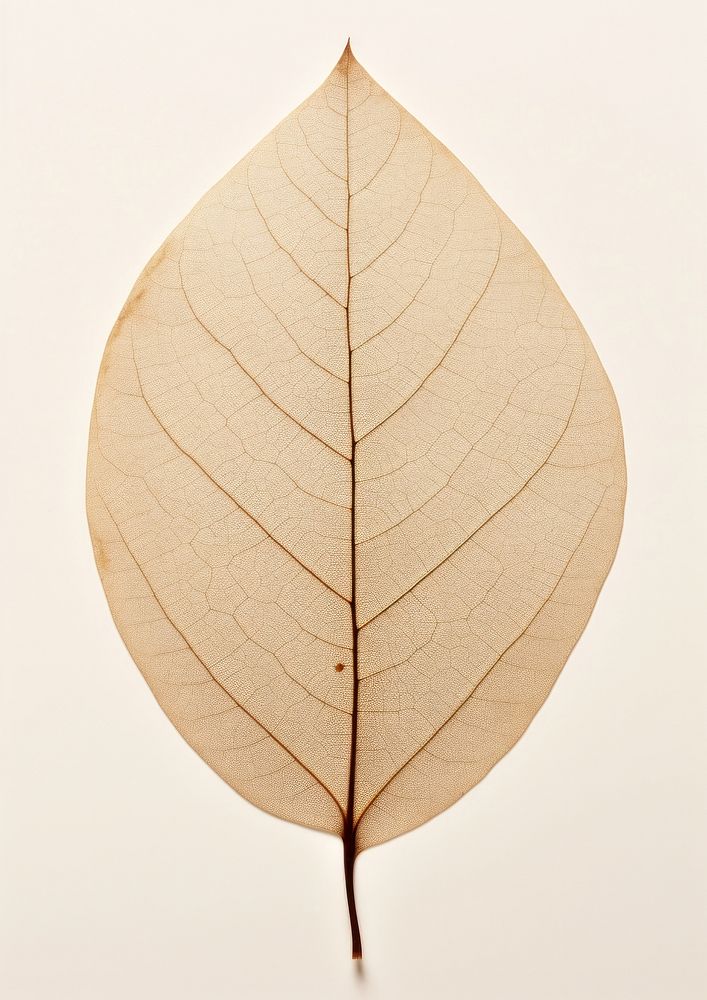 Real Pressed a minimal aesthetic eucalyptus leaf leaf flower plant tree.