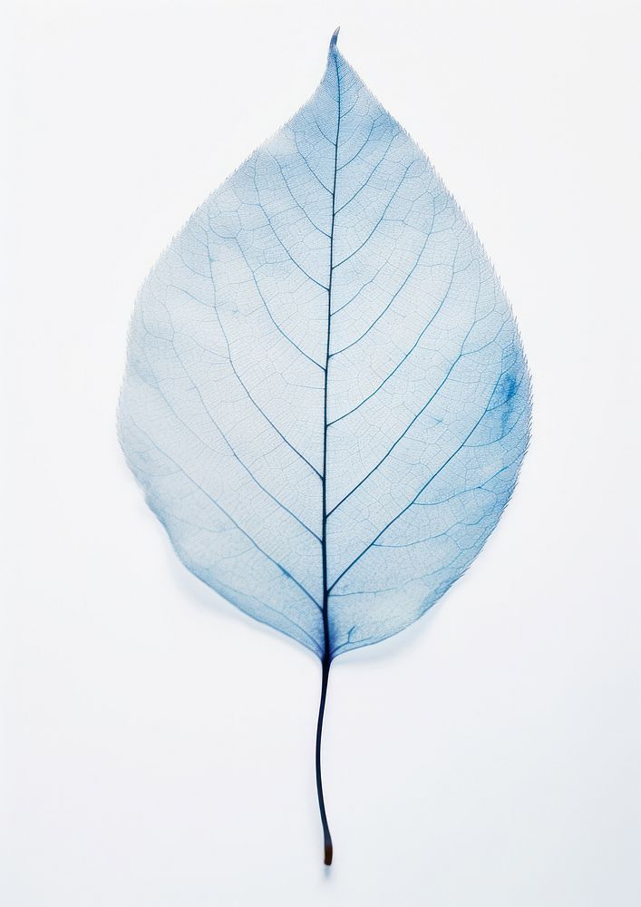Real Pressed a minimal aesthetic blue leaf nature plant simplicity.