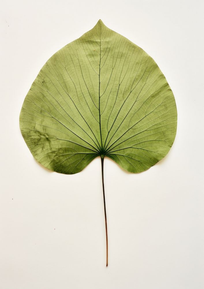 Real Pressed a minimal aesthetic green circle lotus leaf flower plant tree.