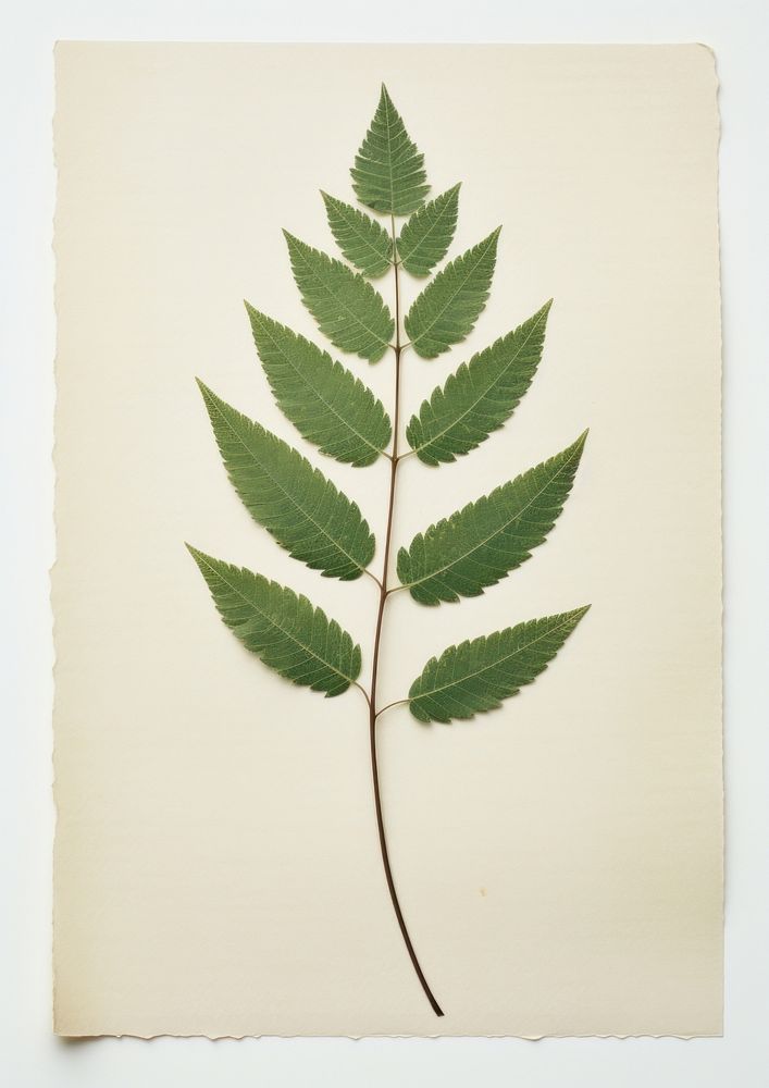 Real Pressed a minimal aesthetic green leaf pile plant paper herbs.