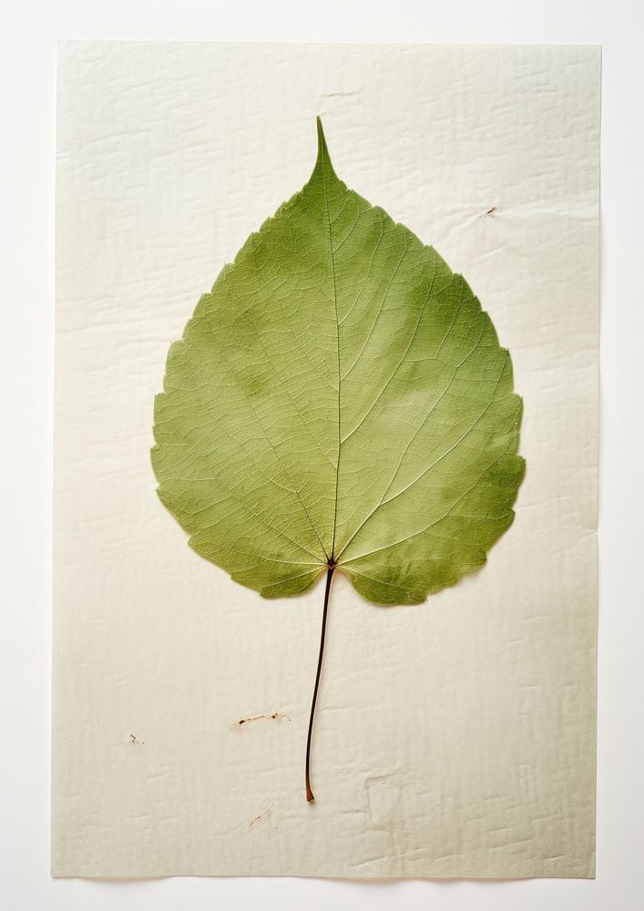 Real Pressed a minimal aesthetic green birch leaf plant paper herbs.
