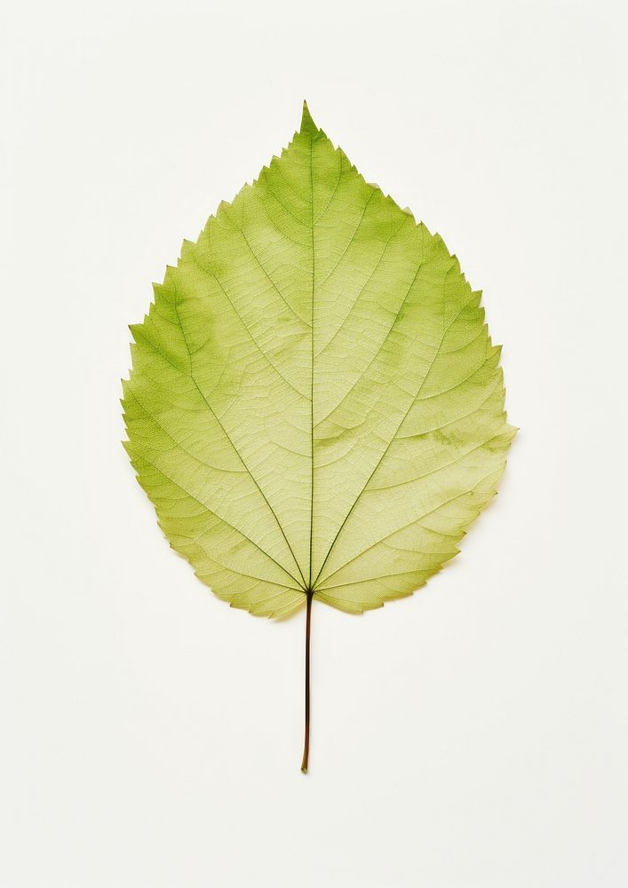 Real Pressed a minimal aesthetic green birch leaf plant tree fragility.