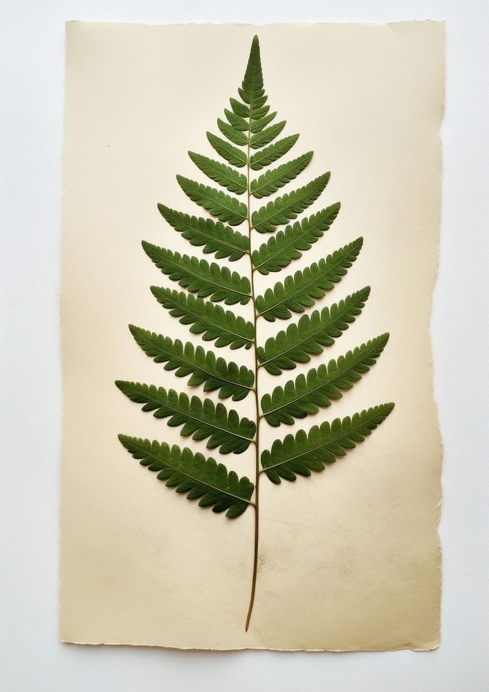 Real Pressed a minimal aesthetic green Polypodium leaf plant paper fern.