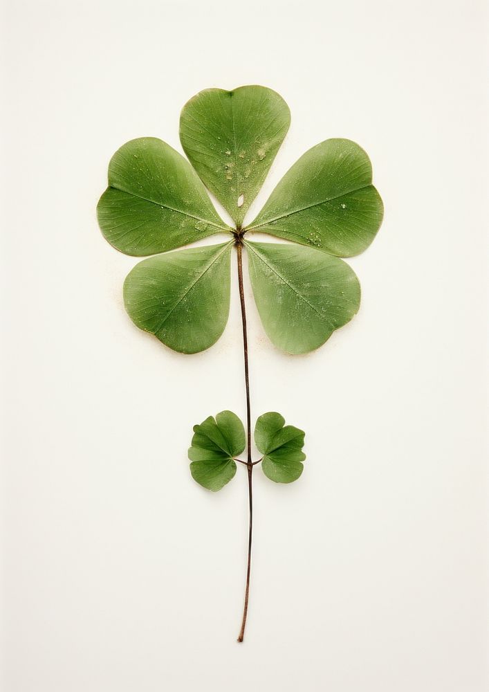 Real Pressed a minimal aesthetic green clover leaf plant freshness nature.