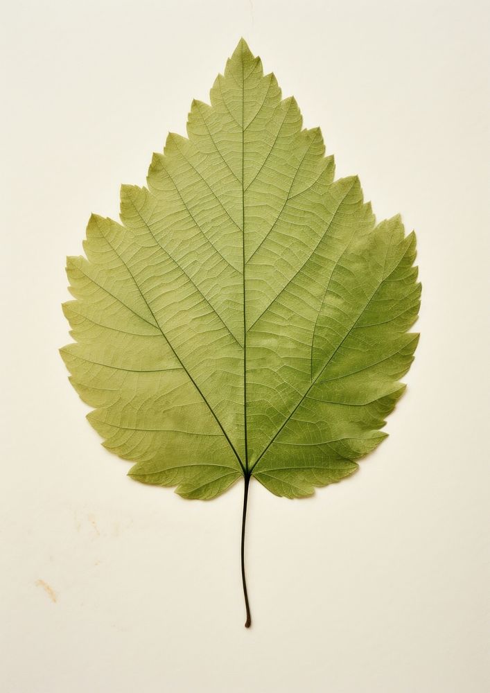 Real Pressed a minimal aesthetic green grape leaf plant tree fragility.