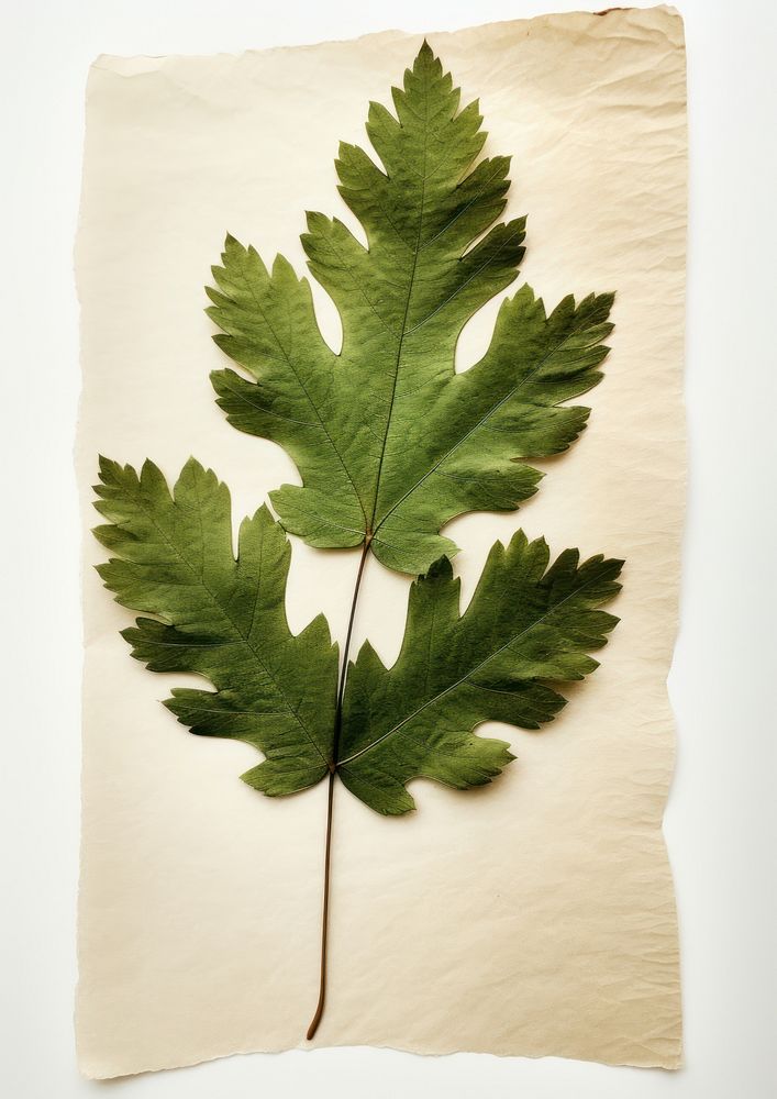 Real Pressed a minimal aesthetic green oak leaf plant paper tree.