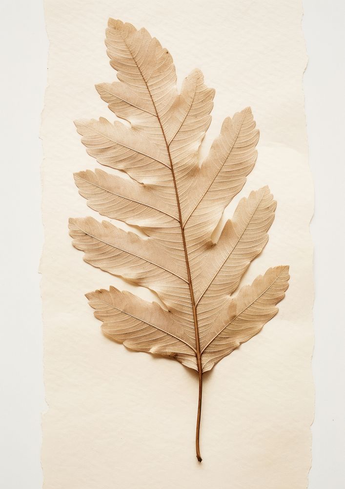 Real Pressed a minimal aesthetic pale oak leaf textured plant paper.