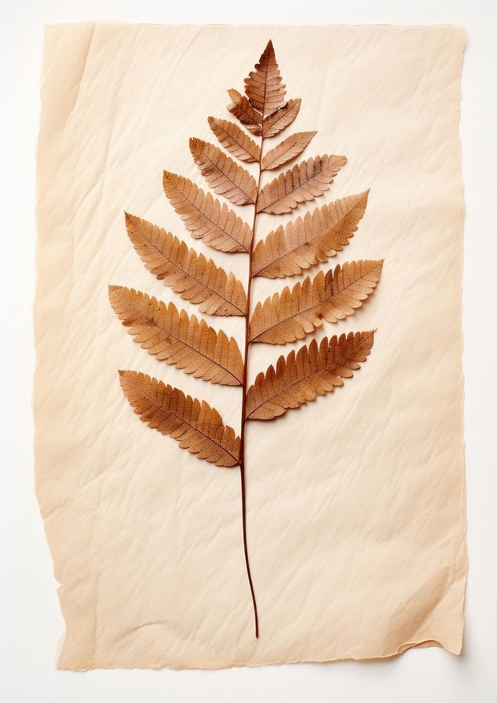 Real Pressed a serene rowan leaf plant paper fern.