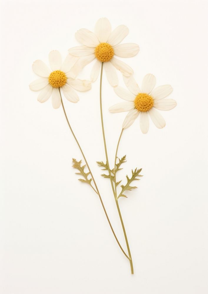 Real pressed a single minimal Feverfew flower petal daisy. AI generated Image by rawpixel.