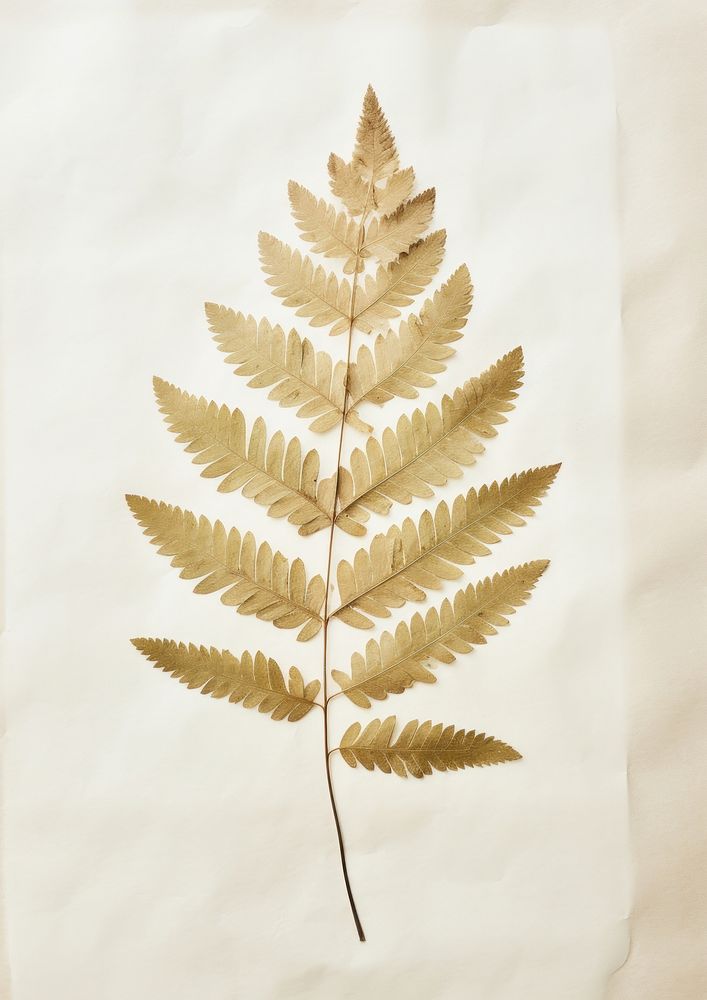 Real Pressed three minimal aesthetic pale Polypodium leaves leaf plant paper.