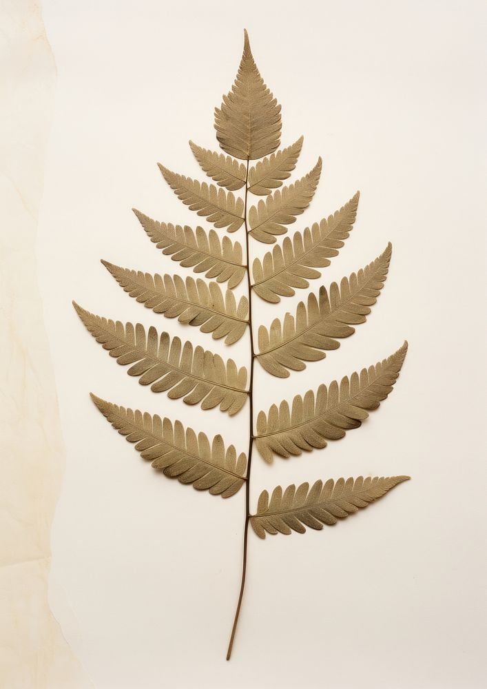 Real Pressed three minimal aesthetic pale Polypodium leaves leaf plant fern.