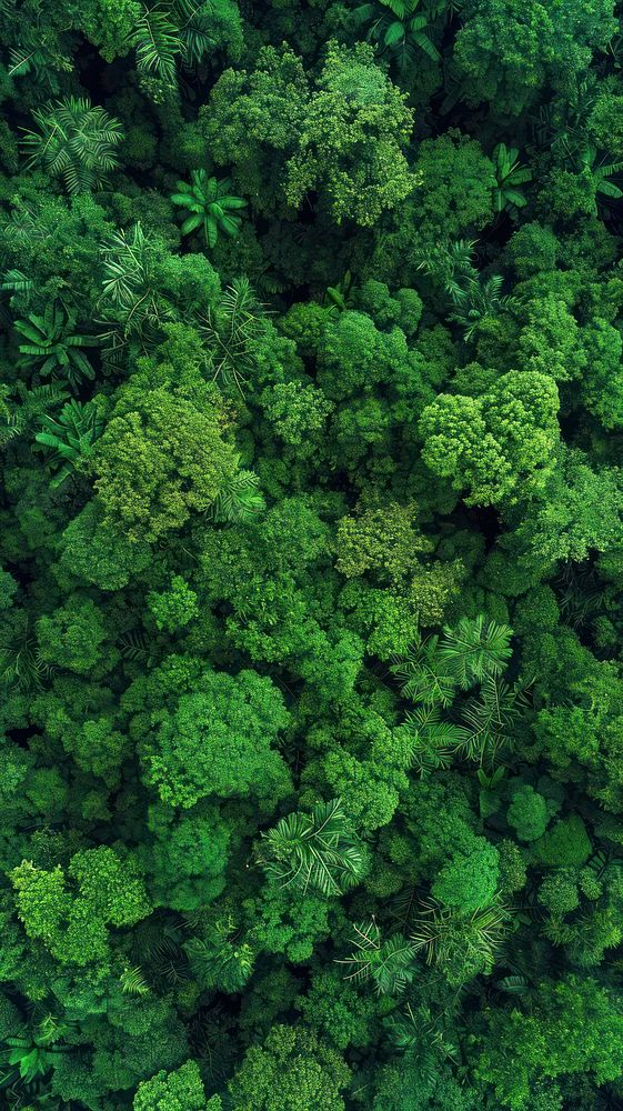 Aerial top down view of Amazon vegetation landscape outdoors.