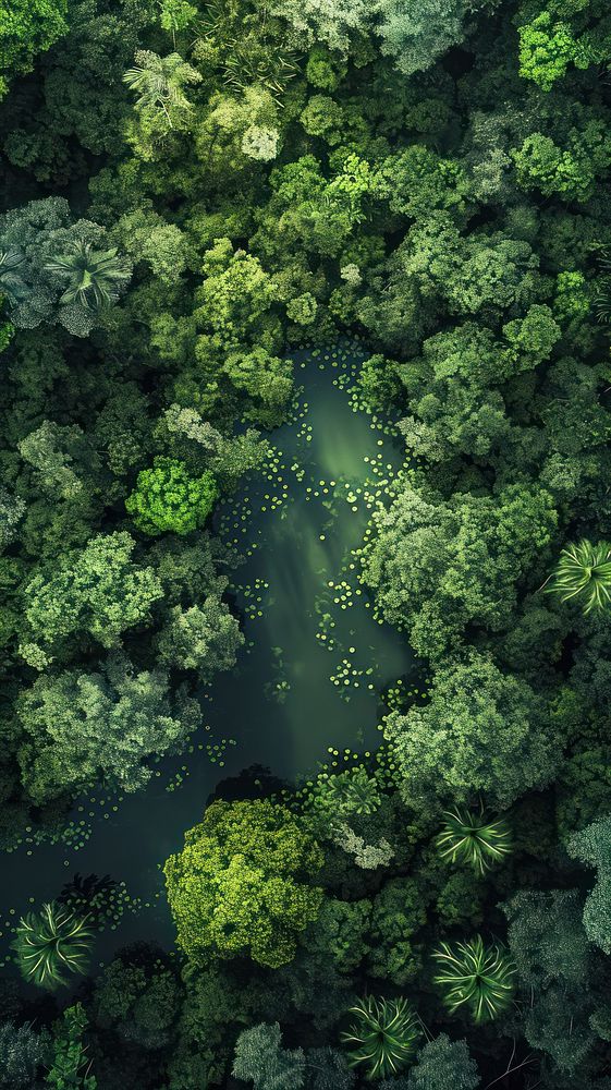 Aerial top down view of Amazon vegetation outdoors woodland.