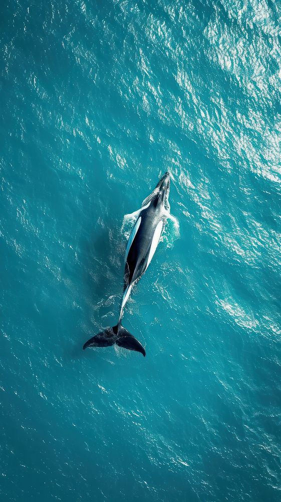 Aerial top down view of ocean with whale dolphin animal mammal.