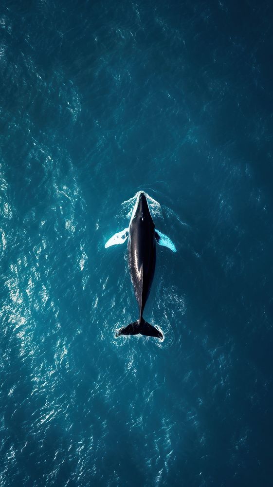 Aerial top down view of ocean with whale dolphin animal fish.