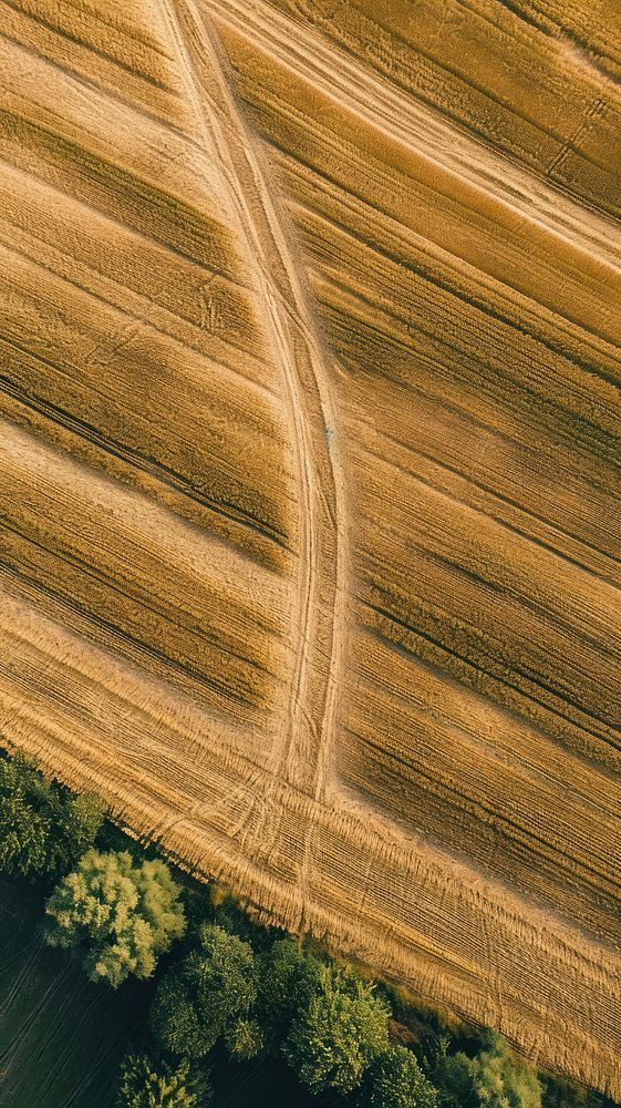 Aerial top down view of stunning wheat farm landscape outdoors nature.